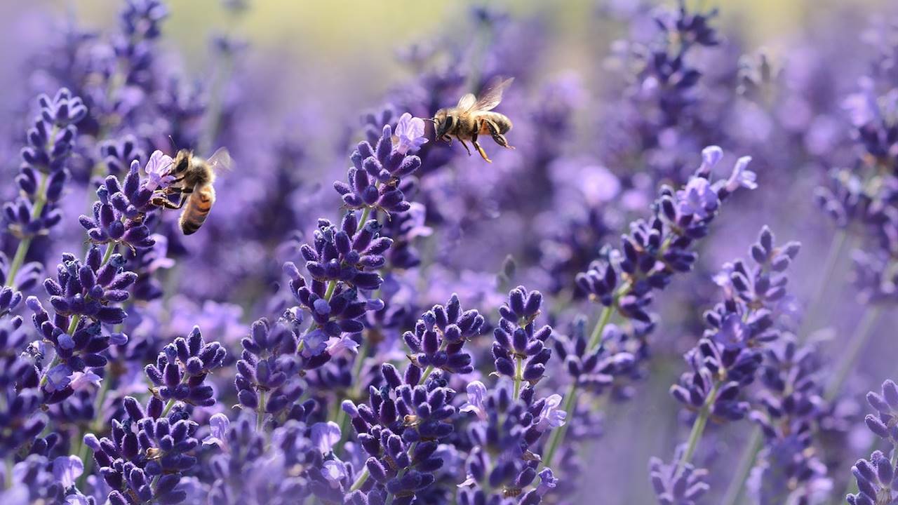 Miel de lavanda