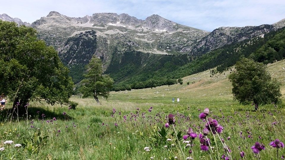 Miel del Pirineo
