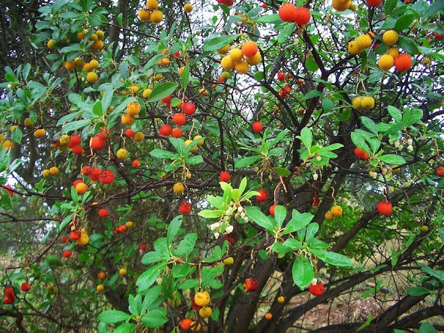 Miel de madroño